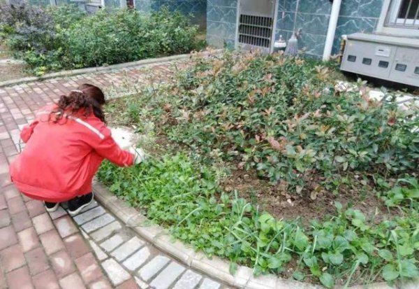 住宅小区里面能种菜吗