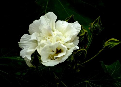 芙蓉一年开几次花