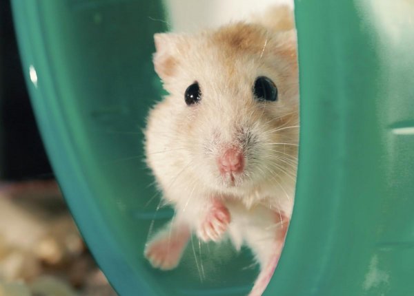 养仓鼠必备物品