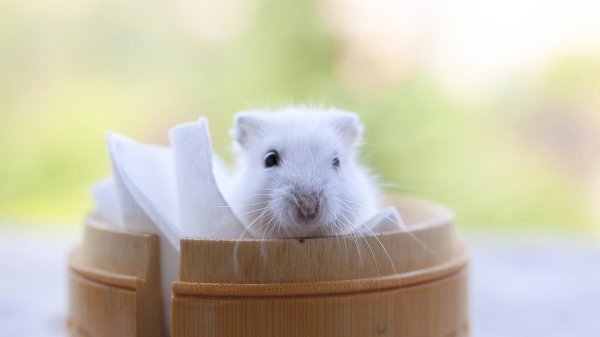 养仓鼠必备物品