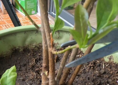 茉莉花二次修剪的注意事项