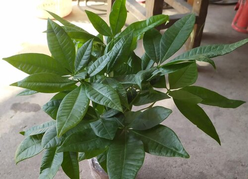 发财树、玉树怎么养轻松变成老桩盆景