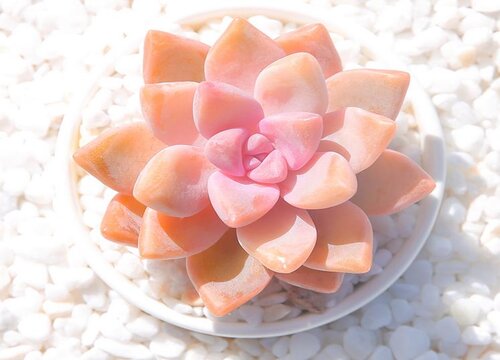 多肉植物复合肥怎么使用