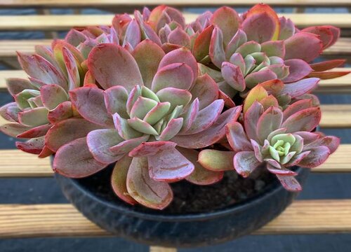 多肉植物复合肥怎么使用