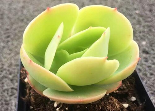 多肉植物复合肥怎么使用