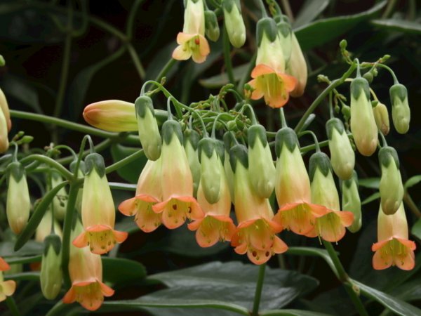 宫灯长寿花不长花包是什么回