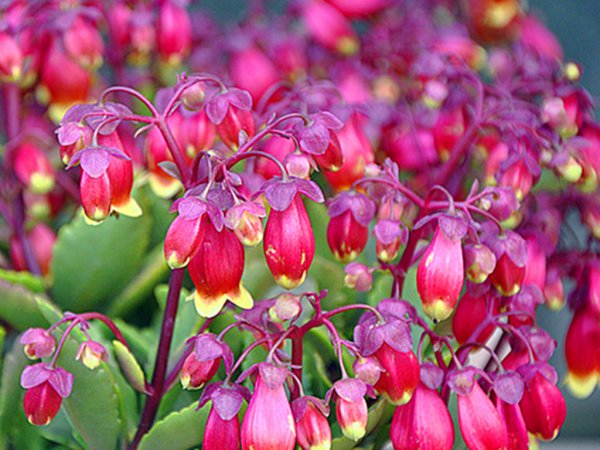 宫灯长寿花不长花包是什么回