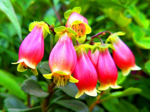 宫灯长寿花不长花包是什么回