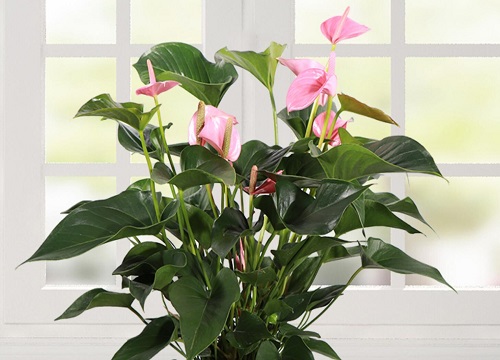 粉掌的花语是什么意义