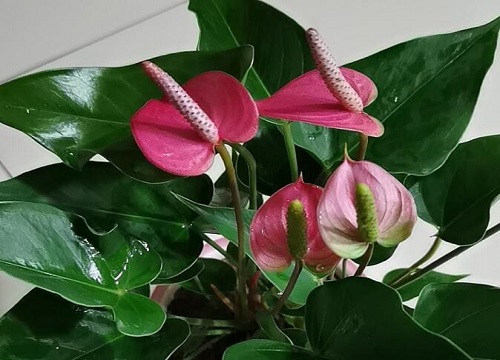 粉掌的花语是什么意义