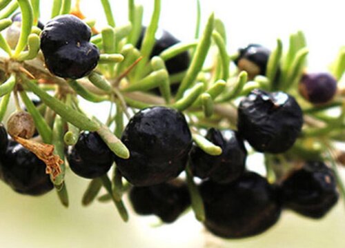 黑枸杞含糖量高吗