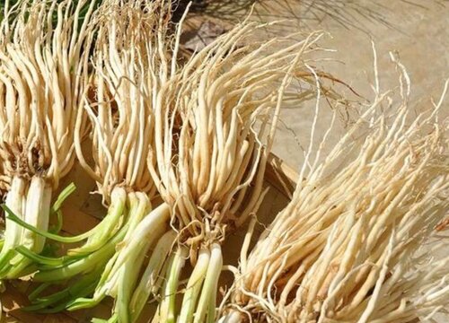 韭菜根冬天可以移栽吗