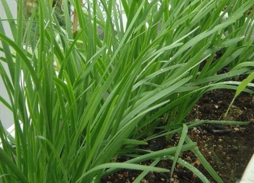 韭菜根冬天可以移栽吗