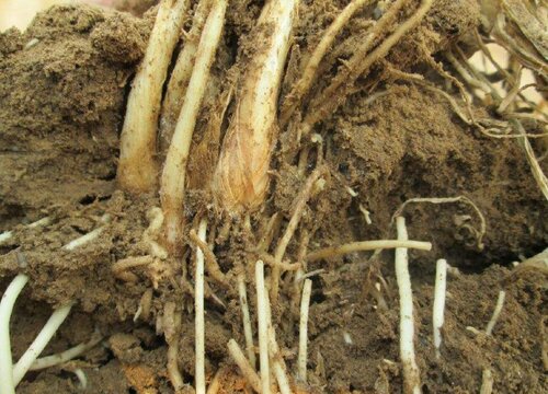 韭菜根冬天可以移栽吗