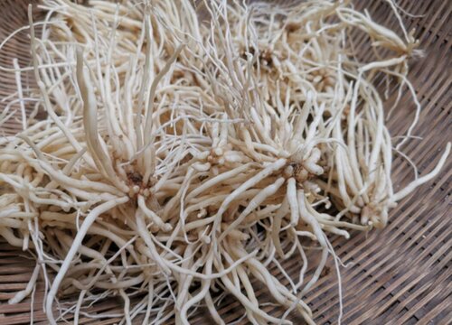 韭菜根冬天可以移栽吗