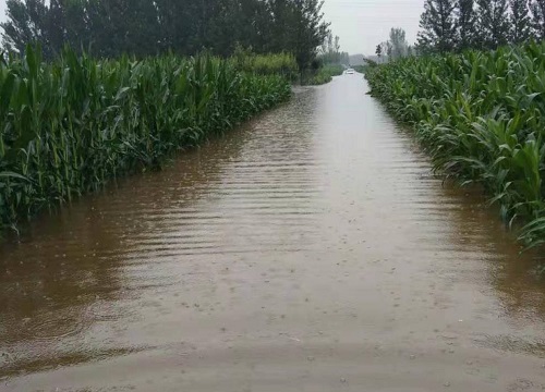 洪水对植物的影响