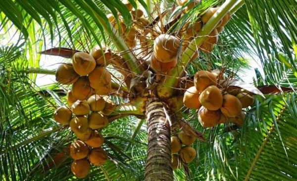 西米来自哪里介绍