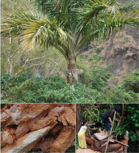 西米来自哪里介绍