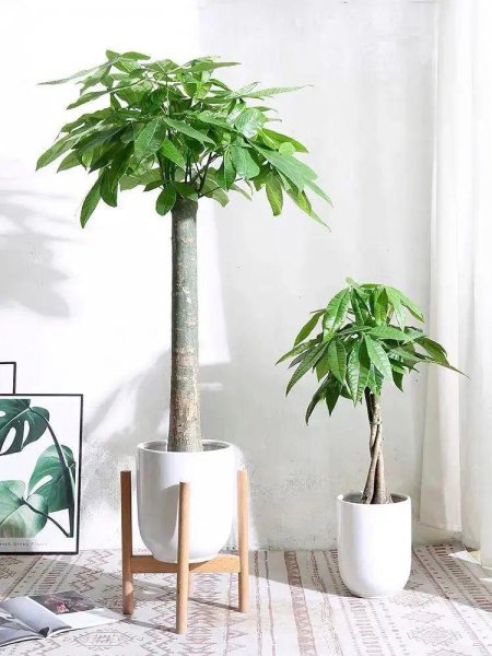 发财树风水摆放三不要