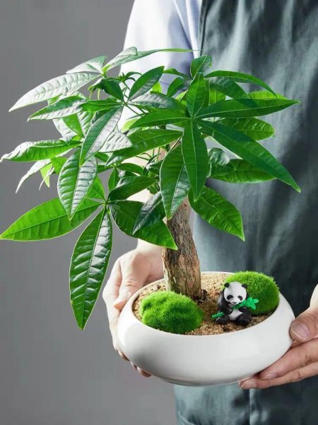 发财树风水摆放三不要