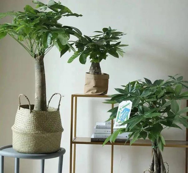 发财树风水摆放三不要