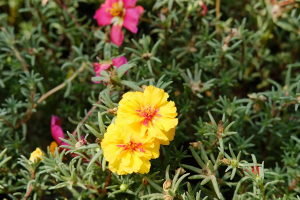 太阳花籽怎么种植方法