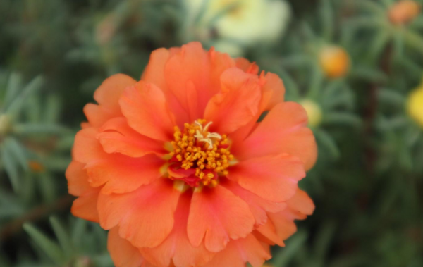 太阳花籽怎么种植方法