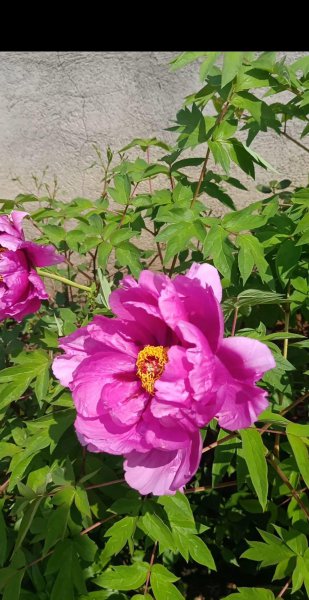 牡丹为什么是国花