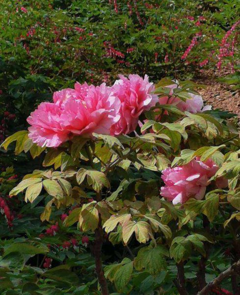 牡丹为什么是国花