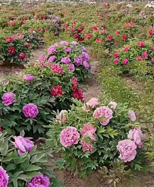 牡丹为什么是国花