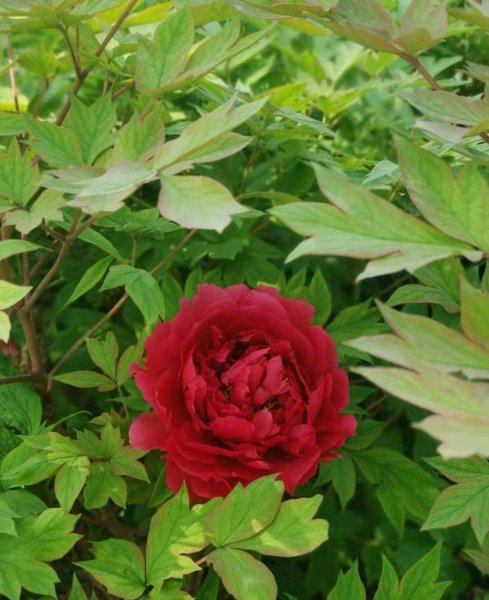 牡丹为什么是国花