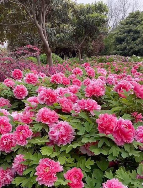 牡丹为什么是国花