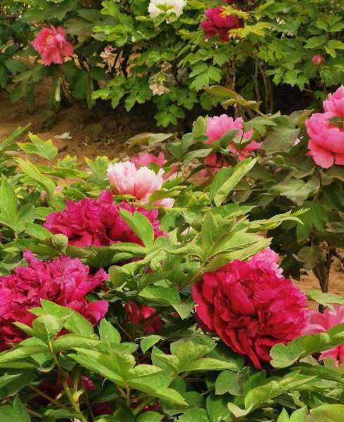 牡丹为什么是国花