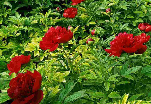 牡丹为什么是国花