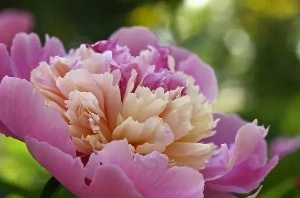 牡丹为什么是国花