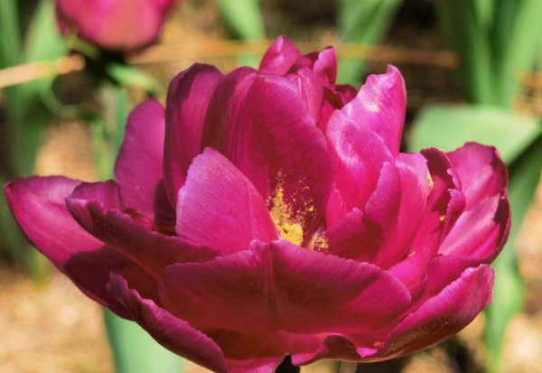 牡丹为什么是国花