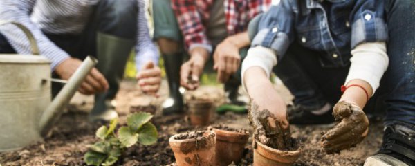 白掌怎么养更旺盛
