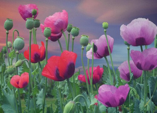 代表向死而生的花