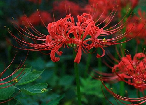 代表向死而生的花
