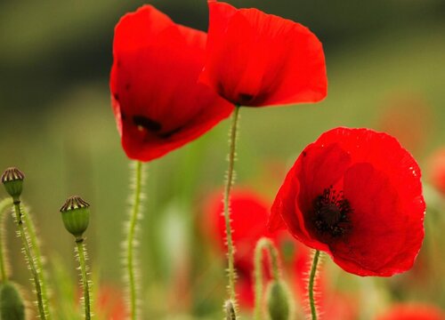 代表向死而生的花