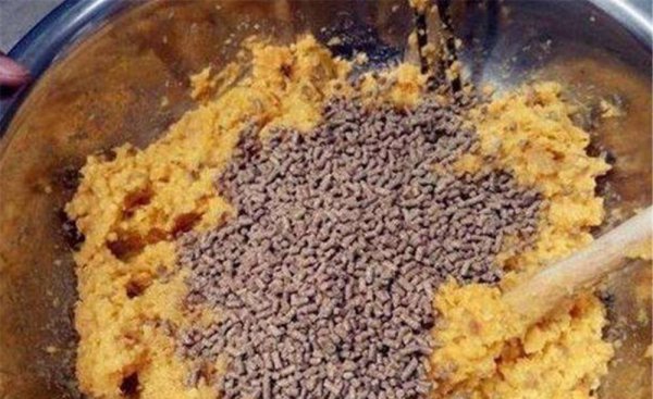 什么饵料钓鲤鱼最好