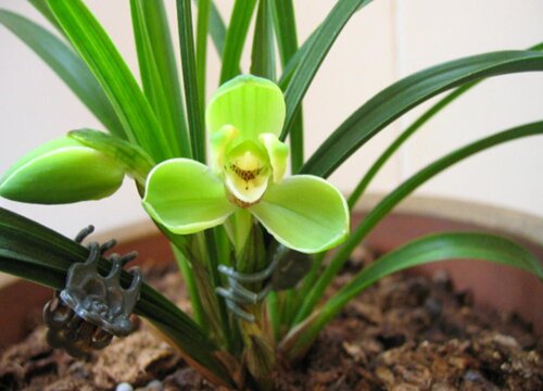 怎么样才能把春兰养开花