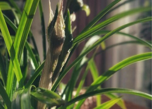 怎么样才能把春兰养开花