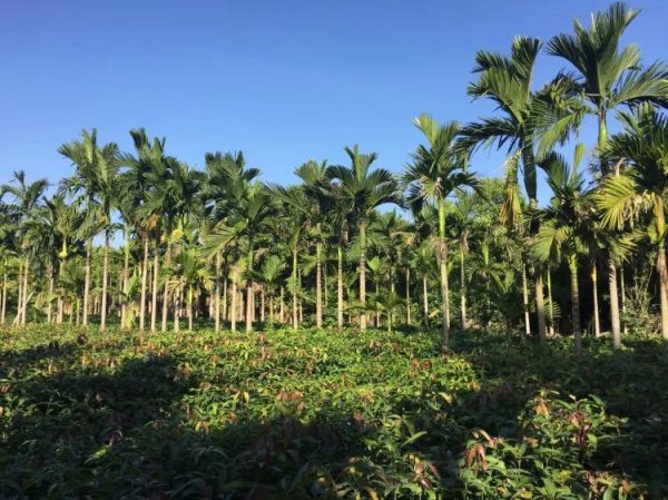 三亚有哪些好玩的景点推荐