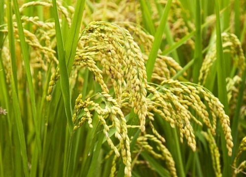 龙盾1614水稻品种简介