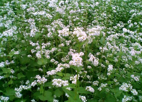 荞麦什么时候开花