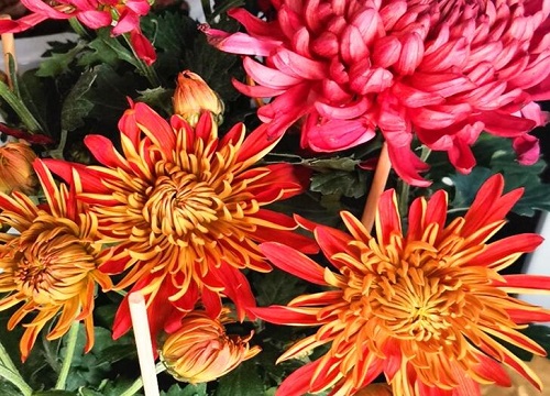 菊花秋季怎么养护爆盆