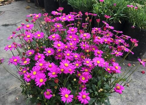 菊花秋季怎么养护爆盆