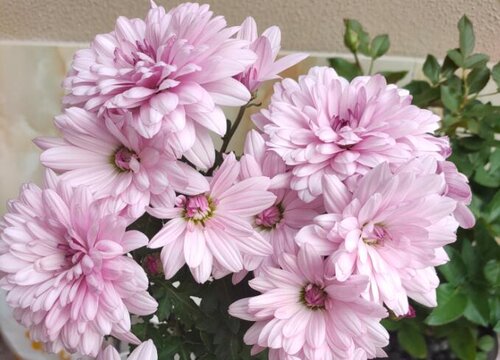 菊花秋季怎么养护爆盆