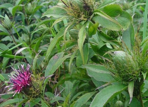 白术种植时间和方法